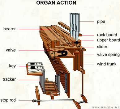 Organ action  (Visual Dictionary)